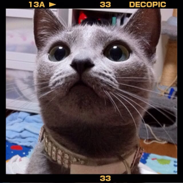 nekochanさんの実例写真