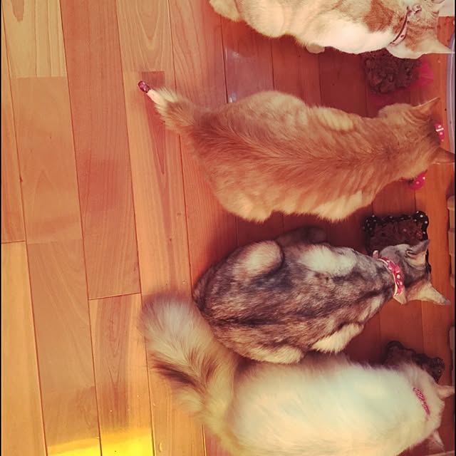 ripさんの実例写真