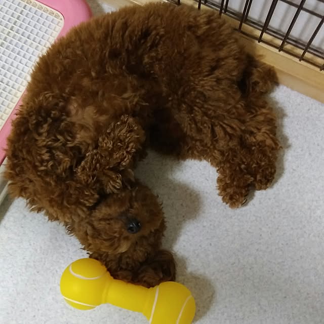 キッチン/トイプードル/犬大好き♡/築35年/チワワ...などのインテリア実例 - 2017-04-07 19:44:00