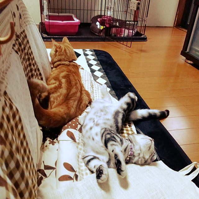 fruityanさんの実例写真