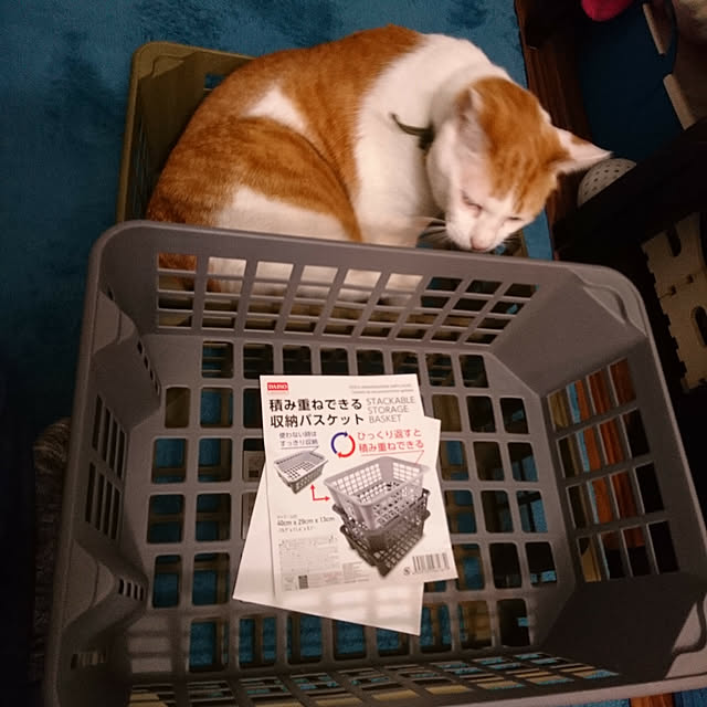porinさんの実例写真