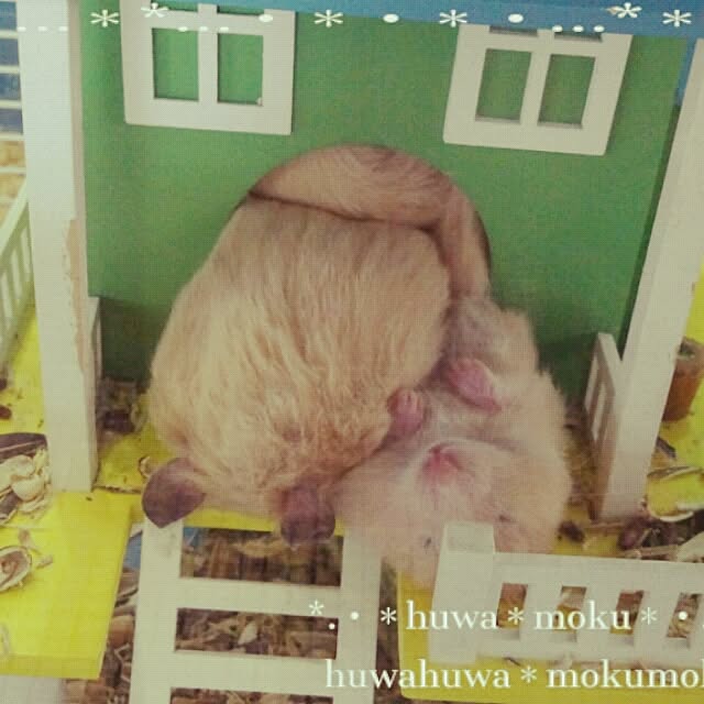 huwahuwa.mokumokuさんの実例写真