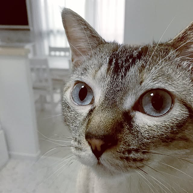 noelさんの実例写真