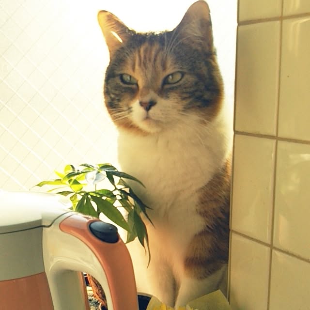 yukieさんの実例写真