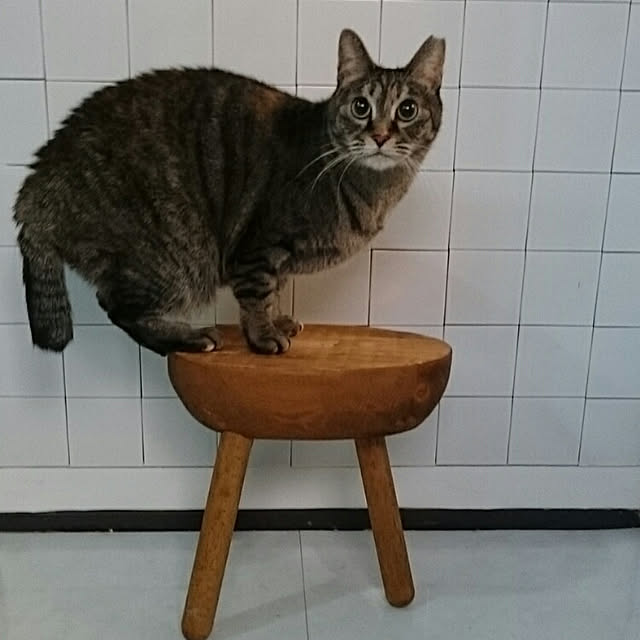 mademoisellenoaさんの実例写真