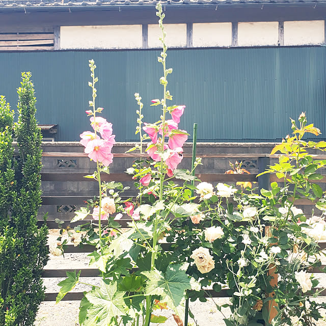 pumpkin11さんの実例写真