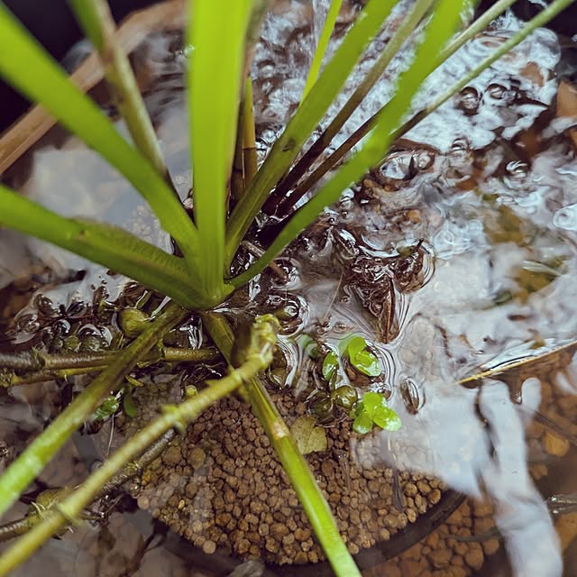 mi-saさんの部屋