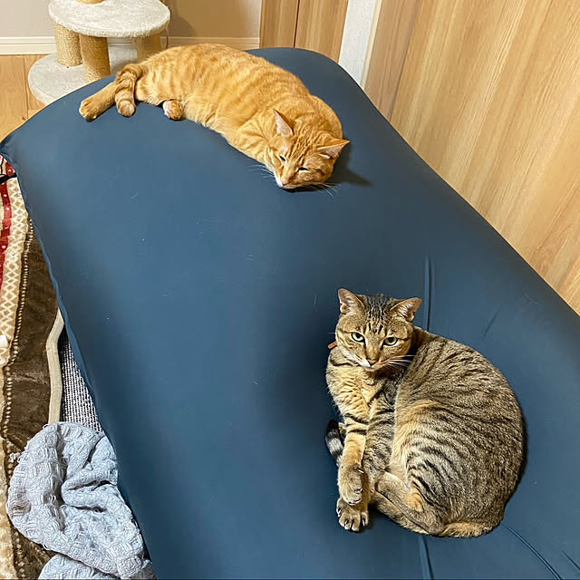 takokonbuさんの実例写真