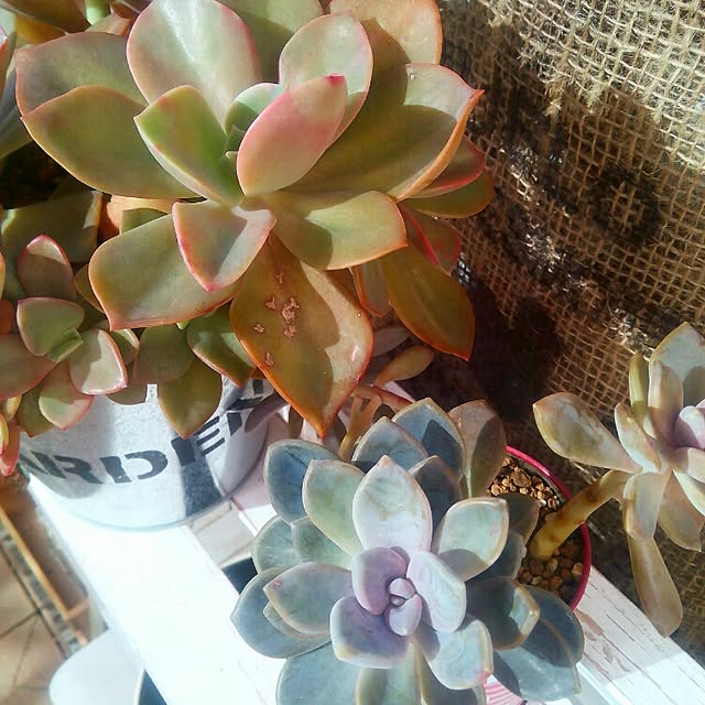 VERANDARJUNさんの実例写真