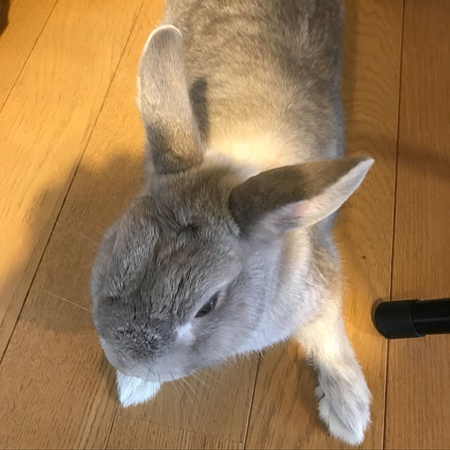 Satokoさんの実例写真