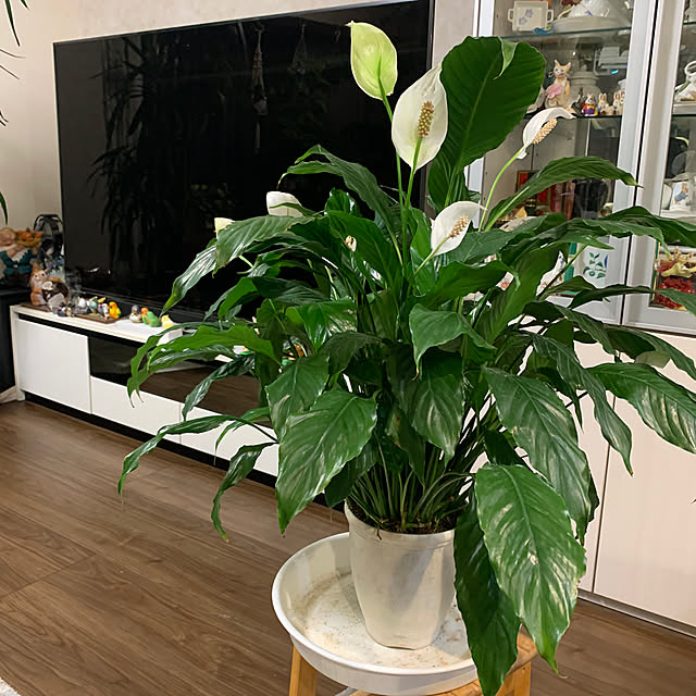 Aqettyさんの部屋