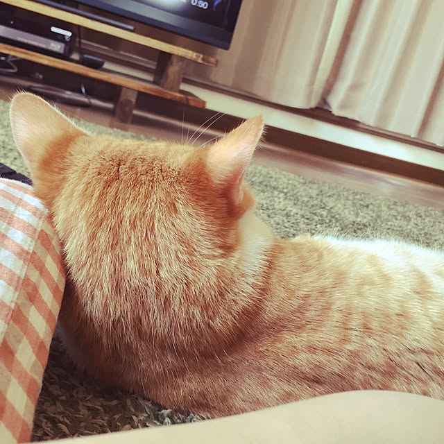 kaaaoringさんの実例写真