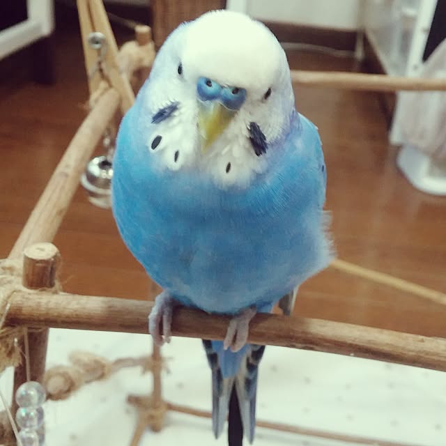 opiopiopiさんの実例写真