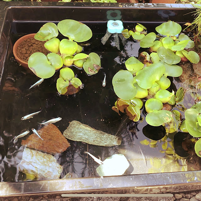 Aceさんの実例写真