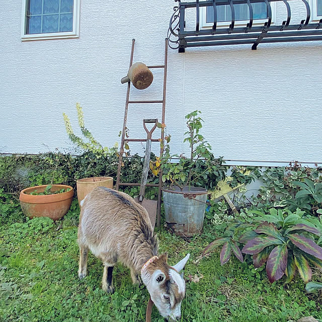 TOROさんの実例写真