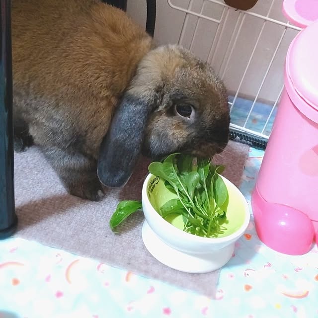 mariaさんの部屋