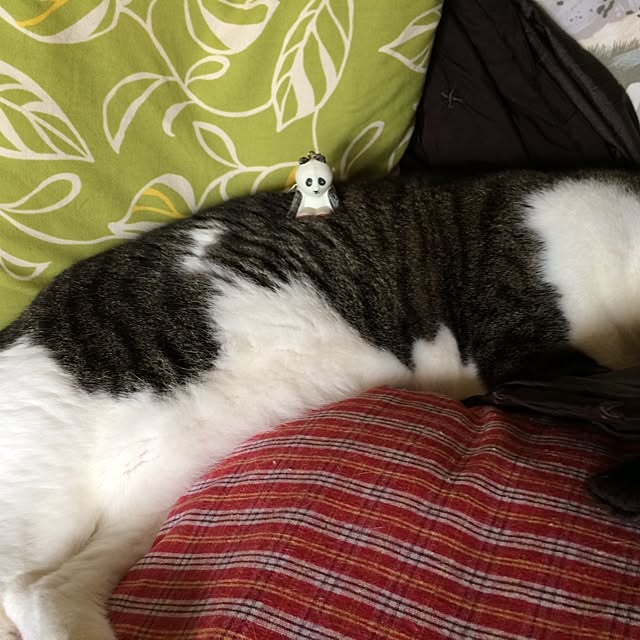 実例写真