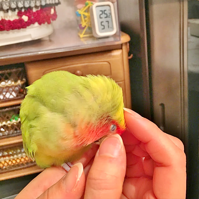 shino0721さんの実例写真