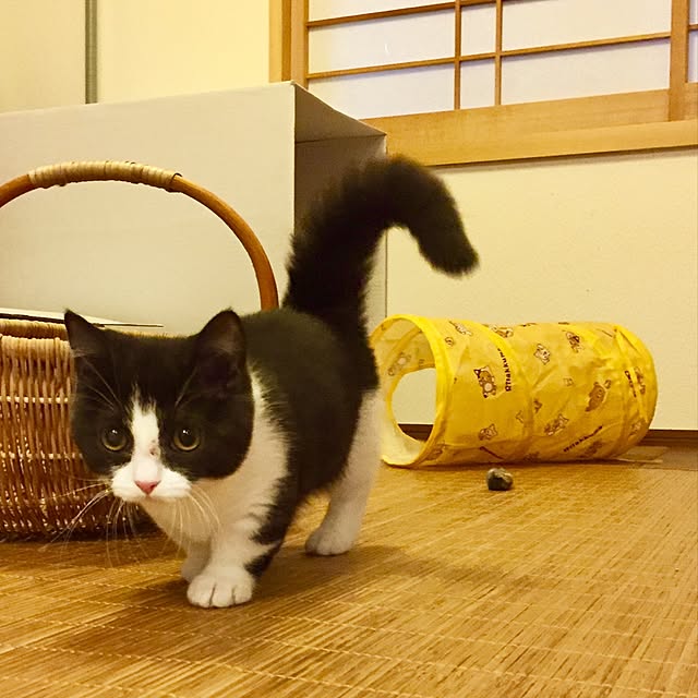 butachanさんの実例写真
