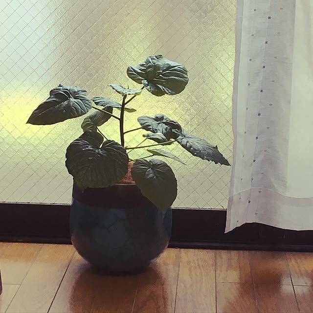 Ayakaさんの実例写真
