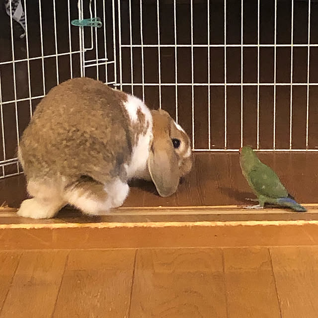 kohaさんの実例写真