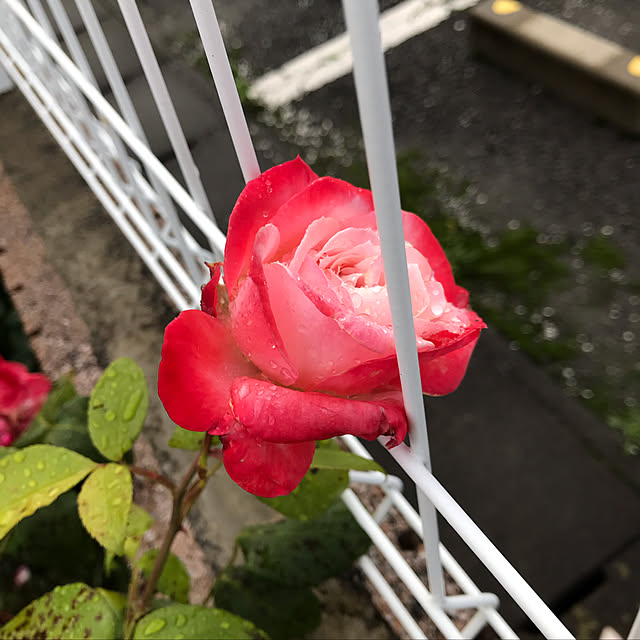 Shinさんの実例写真