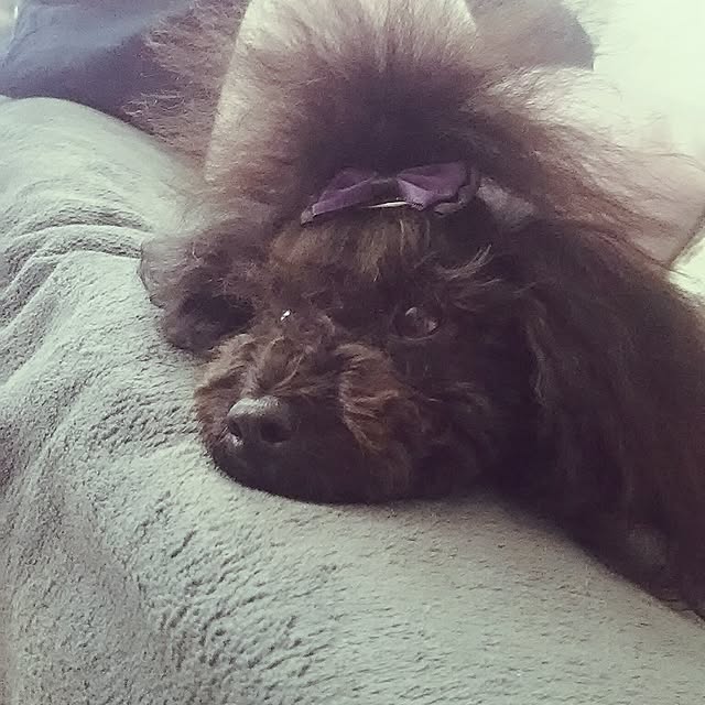 junhimeさんの実例写真