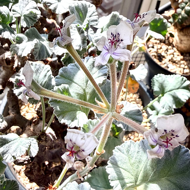 nuruiさんの部屋