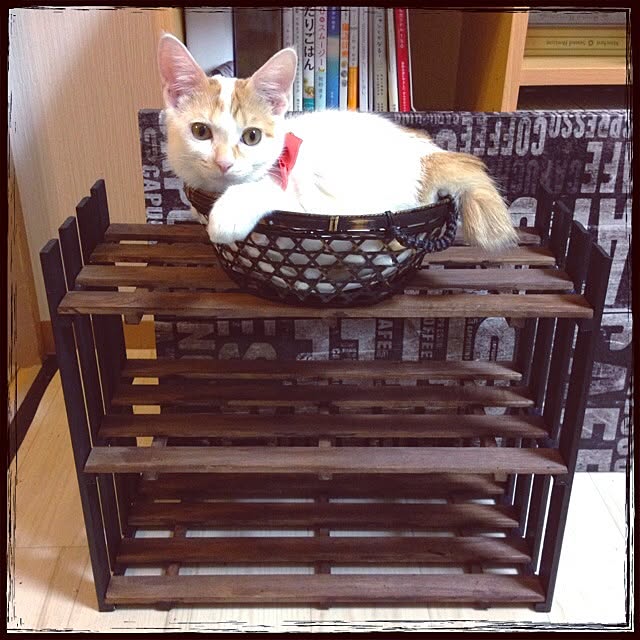 Mayuさんの実例写真