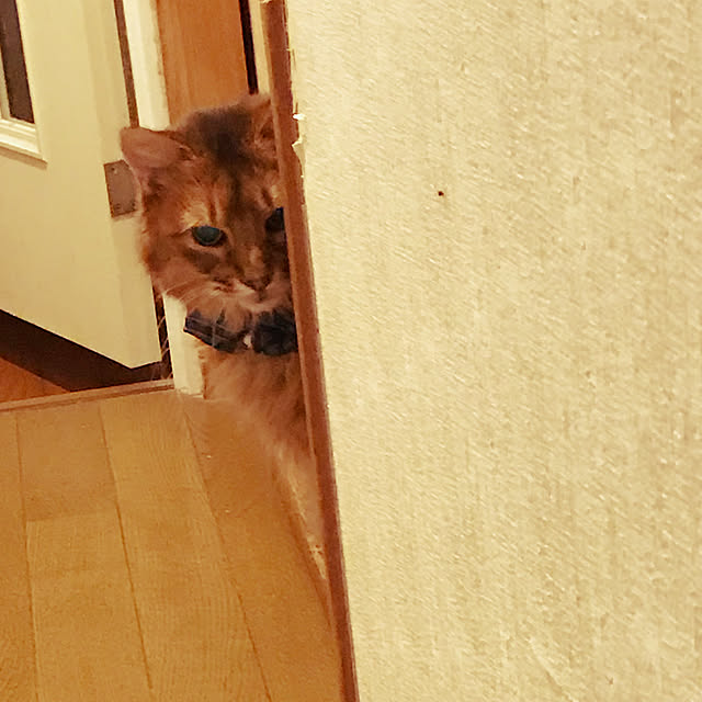 yukarinさんの実例写真