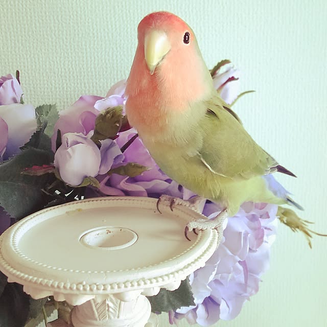 twinkle-butterfly38さんの実例写真