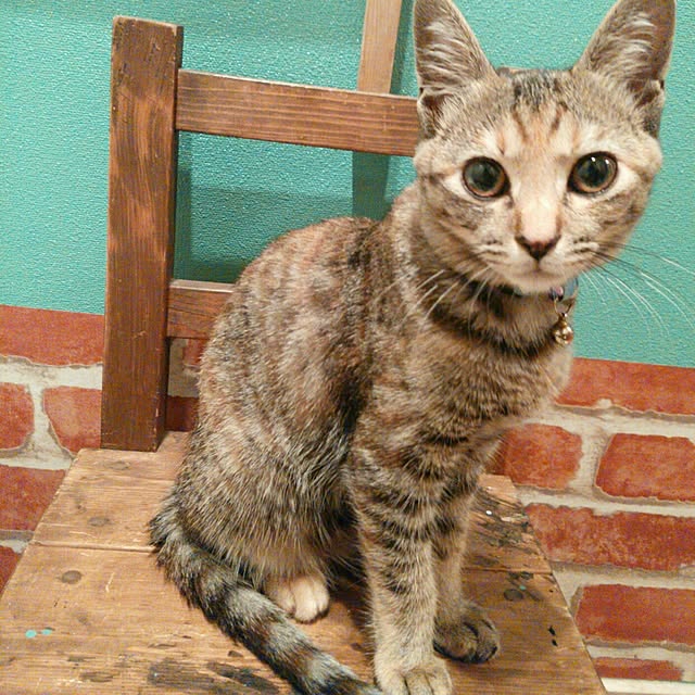 genさんの実例写真