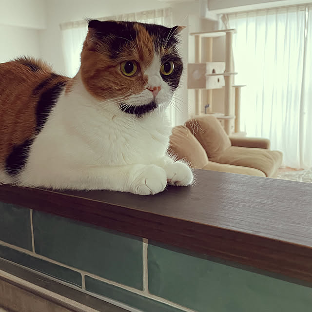 keiさんの実例写真