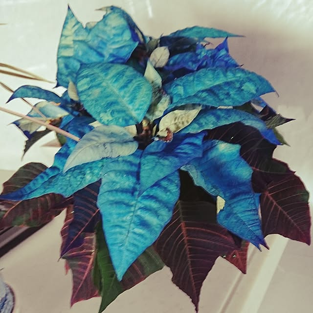 cocosorasakuさんの実例写真