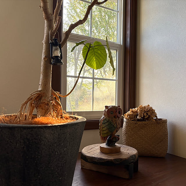 nana77さんの実例写真