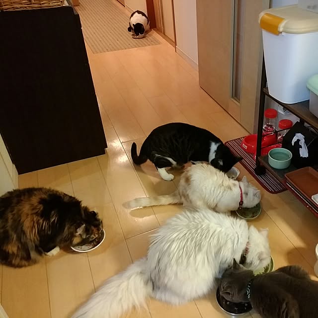 6catsさんの実例写真