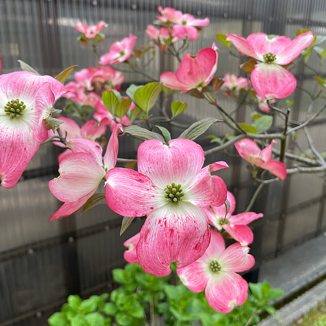 kakoさんの実例写真