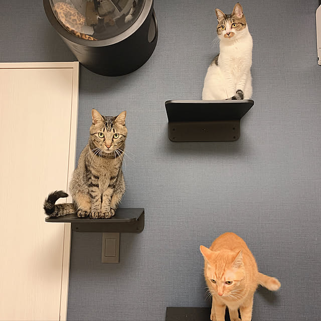 neko_daisukiさんの実例写真