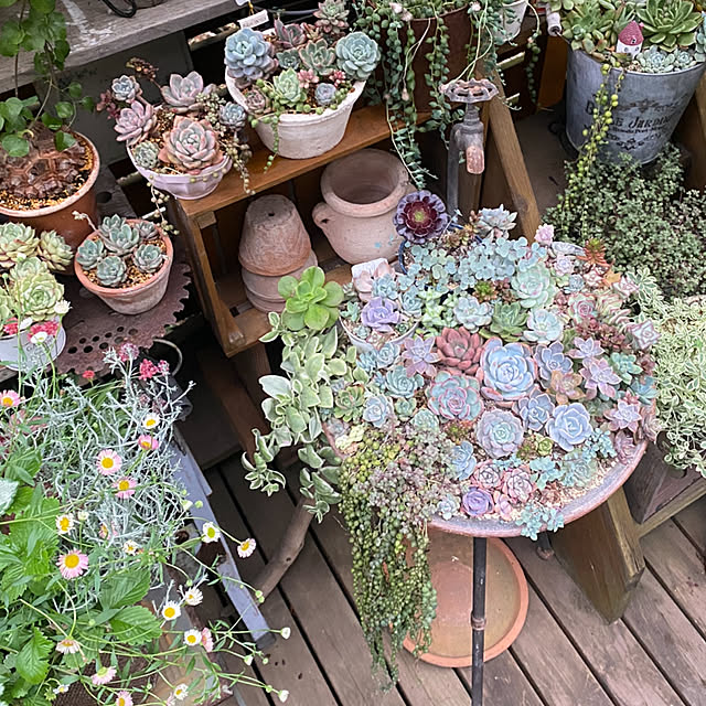 mintteaさんの部屋