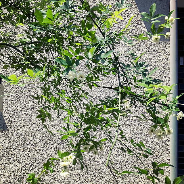 akanekoさんの実例写真