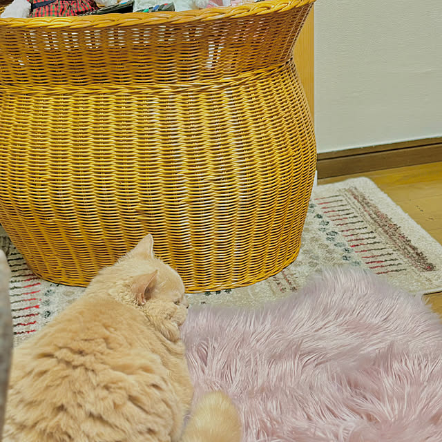 naokoさんの実例写真