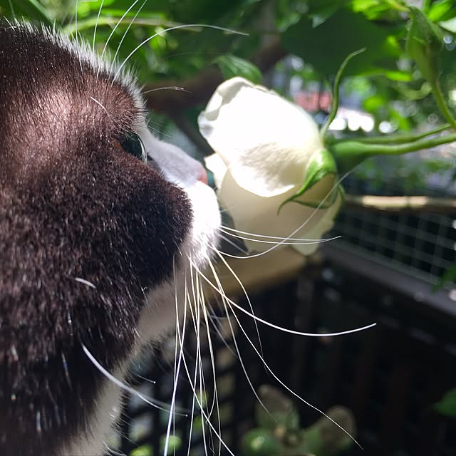 butachanさんの実例写真