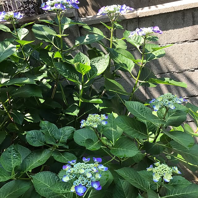 kedama74さんの実例写真
