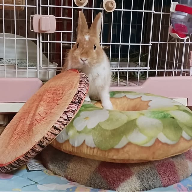 aiさんの実例写真