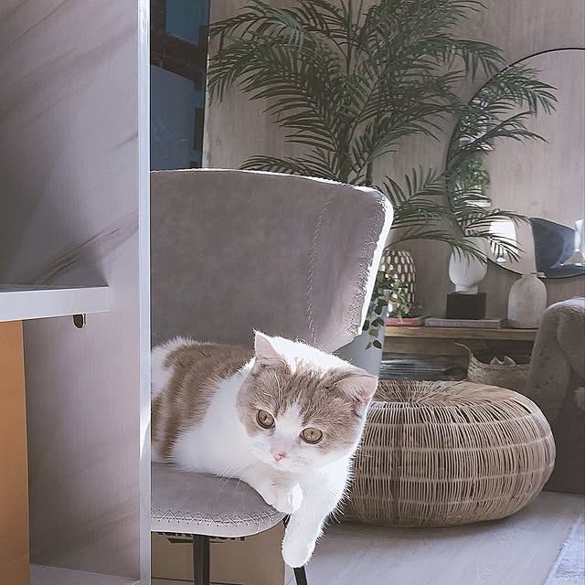 ch172さんの実例写真