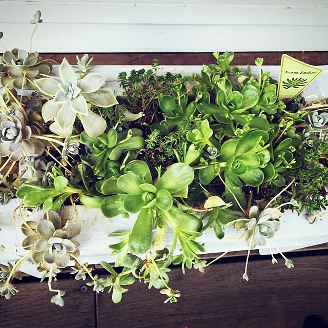 玄関/入り口/多肉植物/ガーデニングのインテリア実例 - 2015-06-27 09:12:43