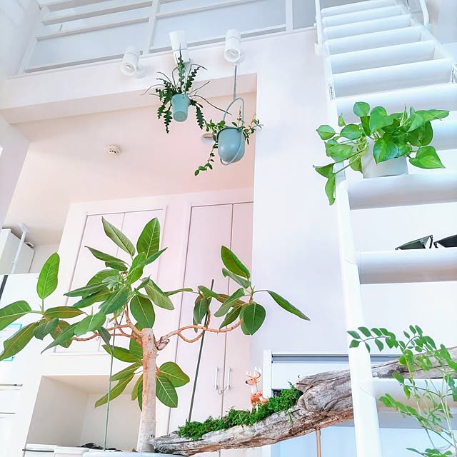 壁/天井/観葉植物のある暮らし/ガーデン雑貨/いつもいいねやコメありがとうございます♡/フォロワーの皆様に感謝♡...などのインテリア実例 - 2023-07-03 18:43:39