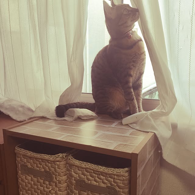 pinokoさんの実例写真