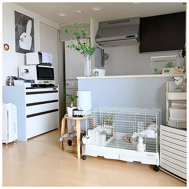 キッチン/24時間冷房除湿/うさぎのおもち/うさぎとの暮らし/うさぎのいる生活のインテリア実例 - 2025-06-25 13:50:00