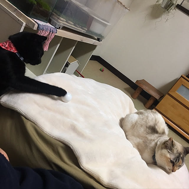 nanaさんの実例写真